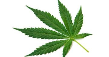 crps and cannabis